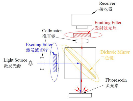 荧光滤光片工作示意图