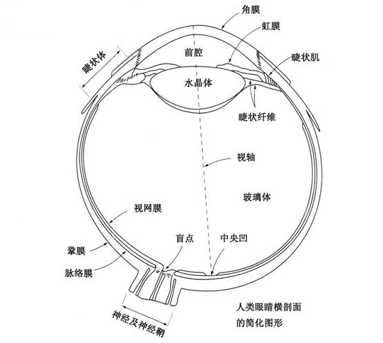 人眼结构